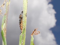 Jalmenus evagoras