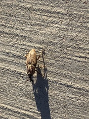 Sphenophorus venatus