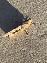 Trimerotropis pallidipennis