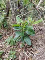 Acronychia imperforata