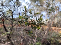 Eucalyptus recurva