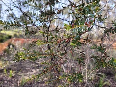 Eucalyptus recurva