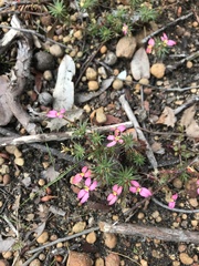 Stylidium recurvum