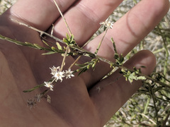 Baccharis brachyphylla