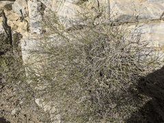 Baccharis brachyphylla