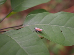 Bothrogonia ferruginea