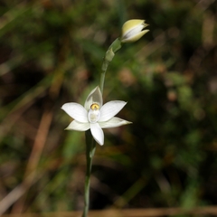Thelymitra albiflora