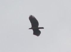 Nisaetus kelaarti
