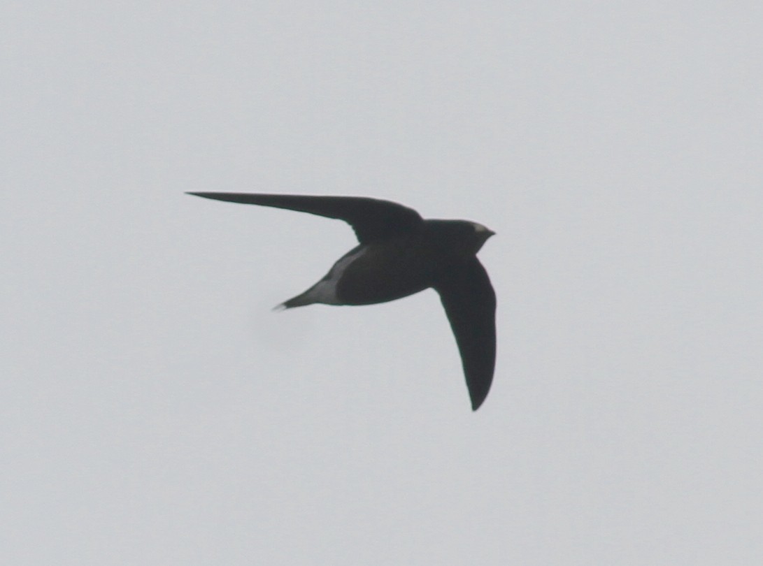 Brown-backed Needletail