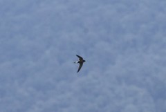 Hirundapus giganteus