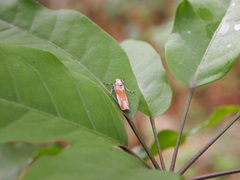 Bothrogonia ferruginea