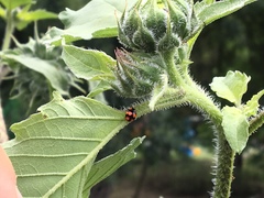 Brachiacantha decora