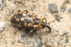 Cosmobaris scolopacea