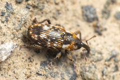 Cosmobaris scolopacea