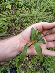 Geitonoplesium cymosum