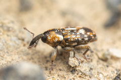 Cosmobaris scolopacea