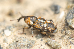 Cosmobaris scolopacea