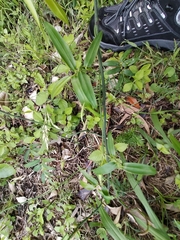 Geitonoplesium cymosum