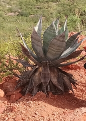 Agave colorata