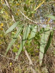 Salix melanopsis