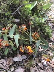 Daviesia cordata