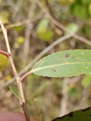 Salix melanopsis