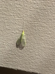 Chrysopa quadripunctata