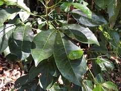 Pseudoweinmannia lachnocarpa