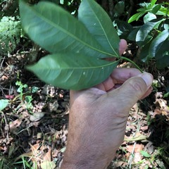 Pseudoweinmannia lachnocarpa