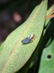 Microtartessus kurandae