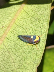 Microtartessus kurandae