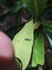 Microtartessus kurandae