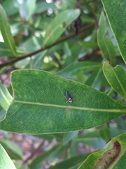 Microtartessus kurandae