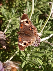 Junonia grisea