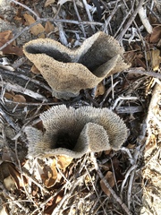 Callyspongia plicifera