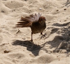 Dasyornis broadbenti