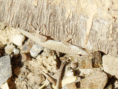 Pristurus
