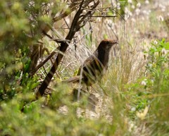 Dasyornis broadbenti