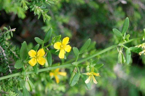 Image of Coast Twinleaf (Roepera billardierei) by (c) Peter Crowcroft, some rights reserved (CC BY)