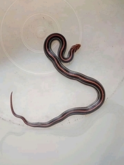 Oligodon octolineatus