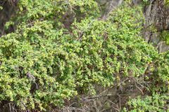 Pimelea serpyllifolia serpyllifolia