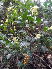 Palicourea boqueronensis