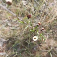 Xenostegia tridentata