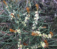 Hakea mitchellii