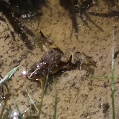 Occidozyga lima