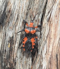 Tegea atropicta