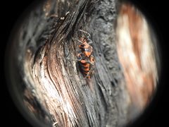 Tegea atropicta