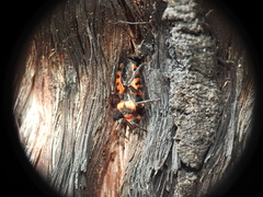 Tegea atropicta