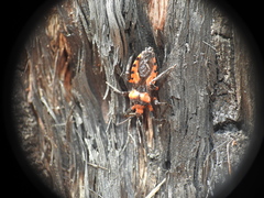 Tegea atropicta