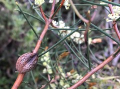 Hakea mitchellii